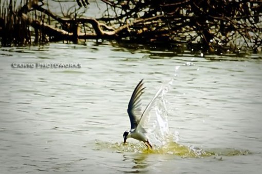 &#91;KEREN&#93; Wisata Anyar Mangrove Surabaya.