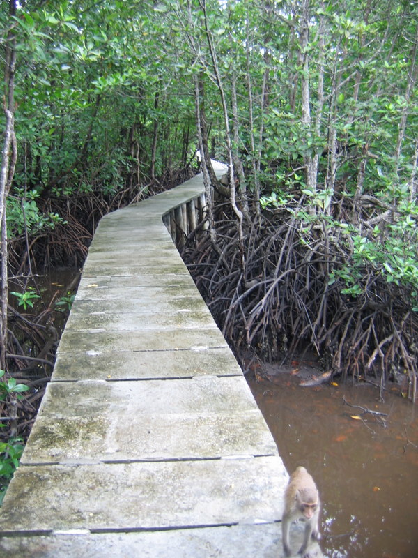 &#91;KEREN&#93; Wisata Anyar Mangrove Surabaya.