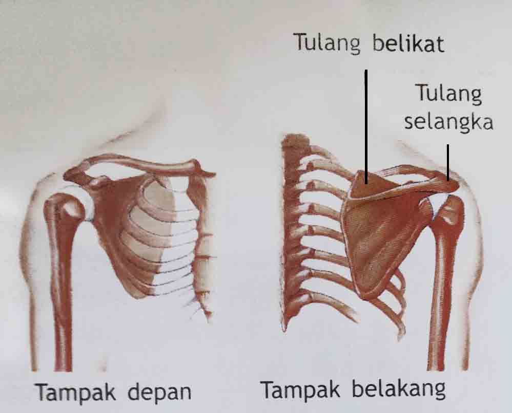 Inilah Bagian - bagian / Organ manusia Termahal
