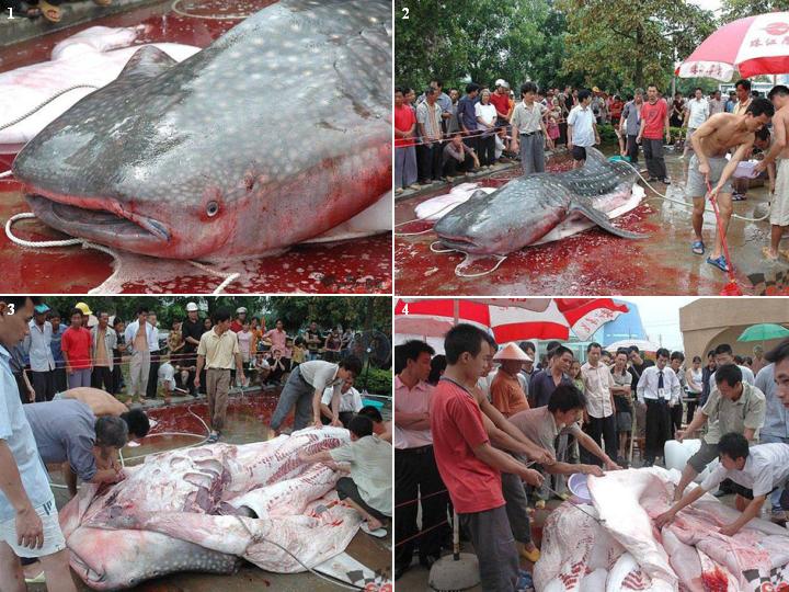 Ikan lele raksasa di gorong-gorong