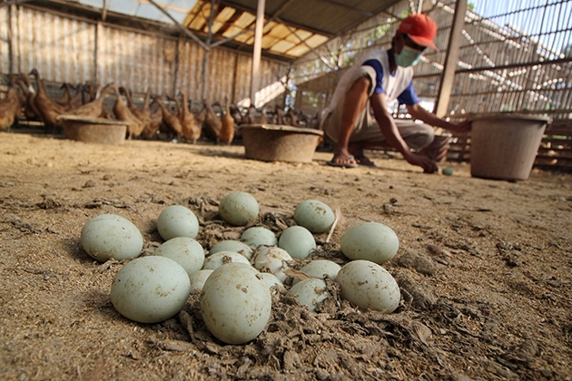 Hitungan Ilmiah Penetasan Telur Bebek