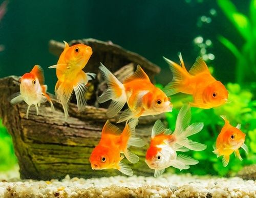 10 Hewan Peliharaan Lucu Bisa Jadi Pilihan untuk Menemanimu di Rumah