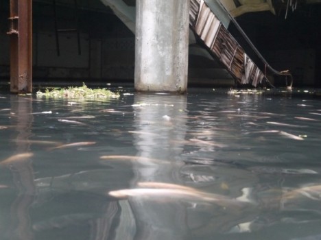 metro koi, mall mrangkak yang jadi kolam ikan