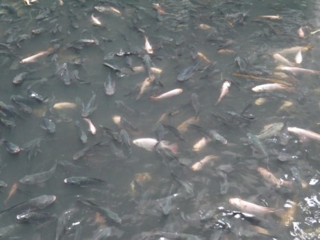 metro koi, mall mrangkak yang jadi kolam ikan