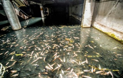 metro koi, mall mrangkak yang jadi kolam ikan