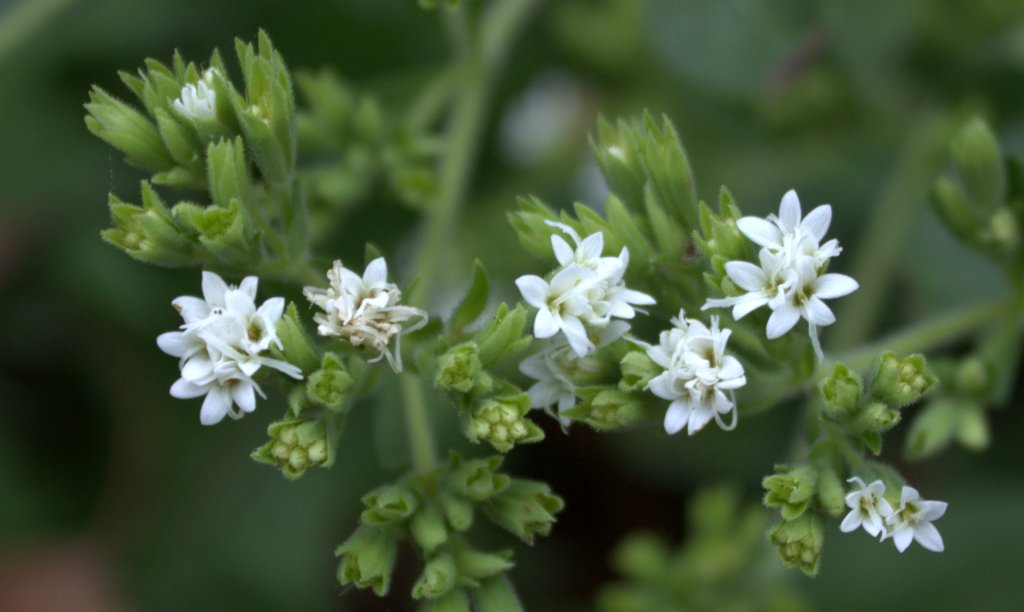 6 Tanaman Gunung yang Tak Kalah Cantik Dari Edelweiss