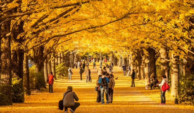 Kapan Waktu Terbaik Mengunjungi Jepang?