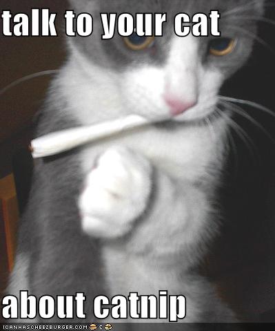 Biji "Ganja" nya kucing, Catnip !