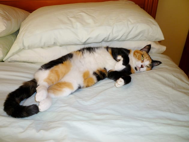 sehat-itu-dimulai-dari-bantal