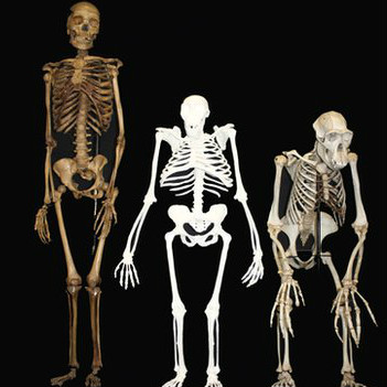 Nenek moyang manusia dengan ciri orang dan kera