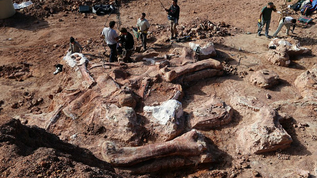 Ilmuwan Berhasil Temukan Fosil Dinosaurus Terbesar