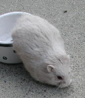 erye-community-9668-1769-9734973497339733-hamster-lover-9829-regional-yogyakarta-9733973397349734-1769-9658