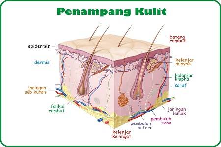 Deteksi Jenis Kanker Melalui Kulit !!