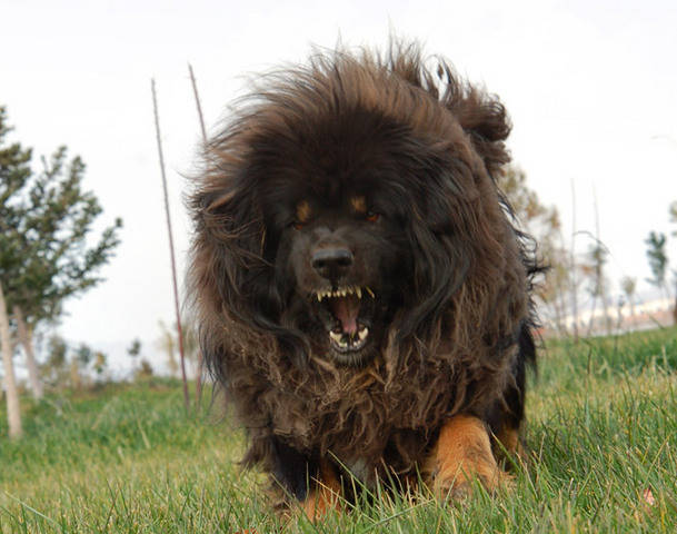 Anjing Anjing Berukuran Raksasa Yg Dipelihara Manusia Page 3