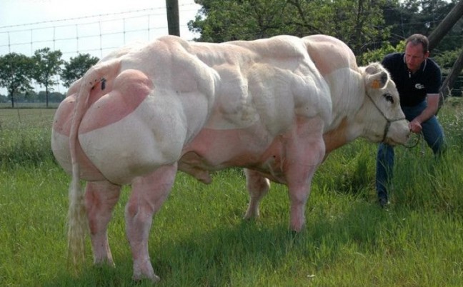 Sapi Super Belgian Blue &quot;Si Binarag Sapi&quot;