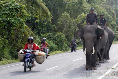 Lahan Terbakar, Gajah Liar Sumatera Keluar Hutan dan Mengamuk