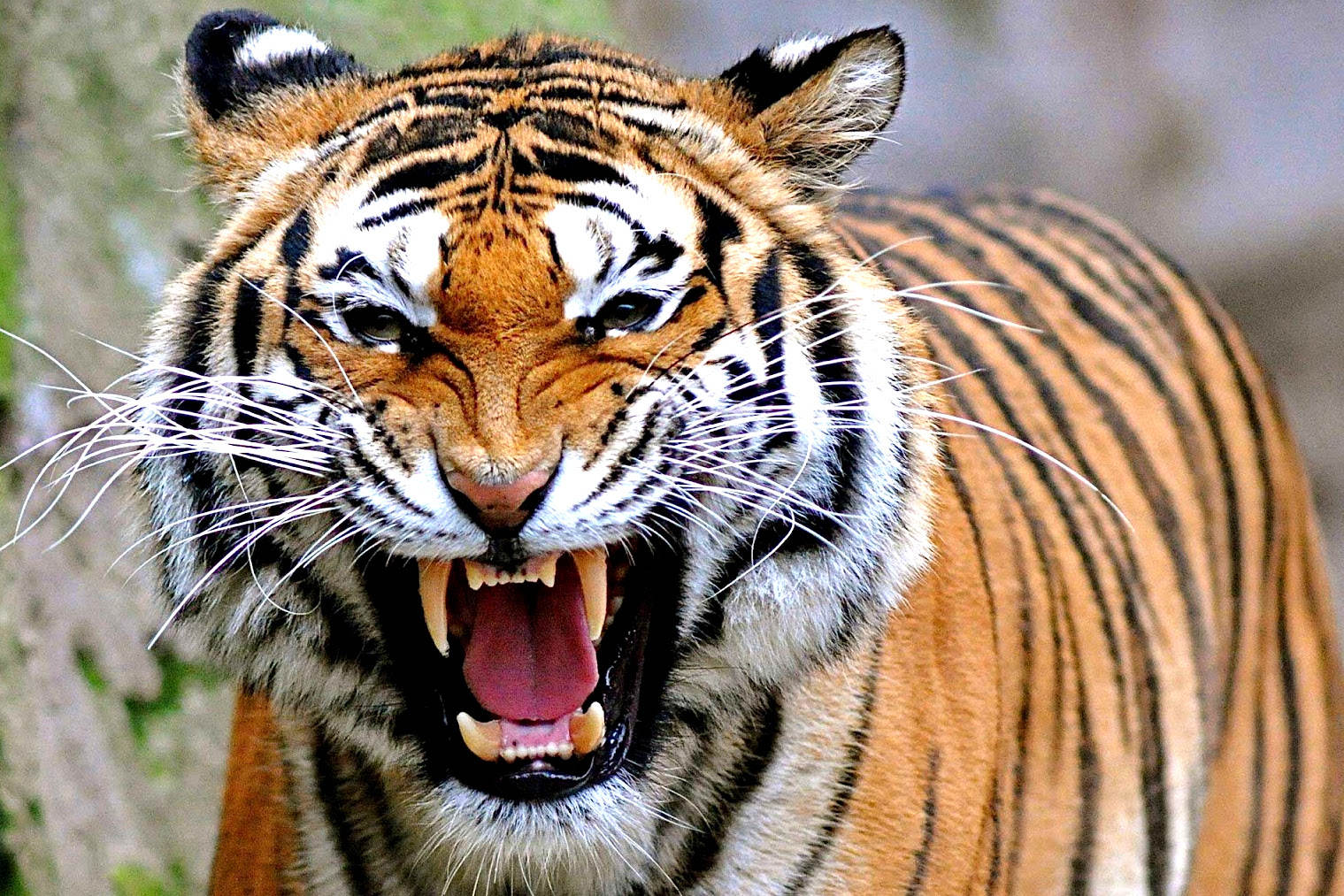 foto-diduga-harimau-jawa-terlihat-di-taman-nasional-ujung-kulon