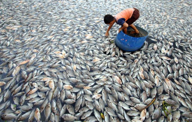 &#91;PIC&#93; Lima Ton Ikan Danau Maninjau Sumatera Barat Mati Mendadak