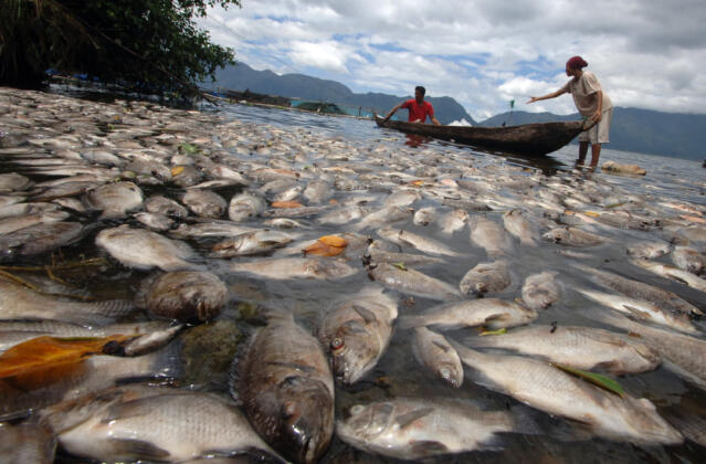&#91;PIC&#93; Lima Ton Ikan Danau Maninjau Sumatera Barat Mati Mendadak