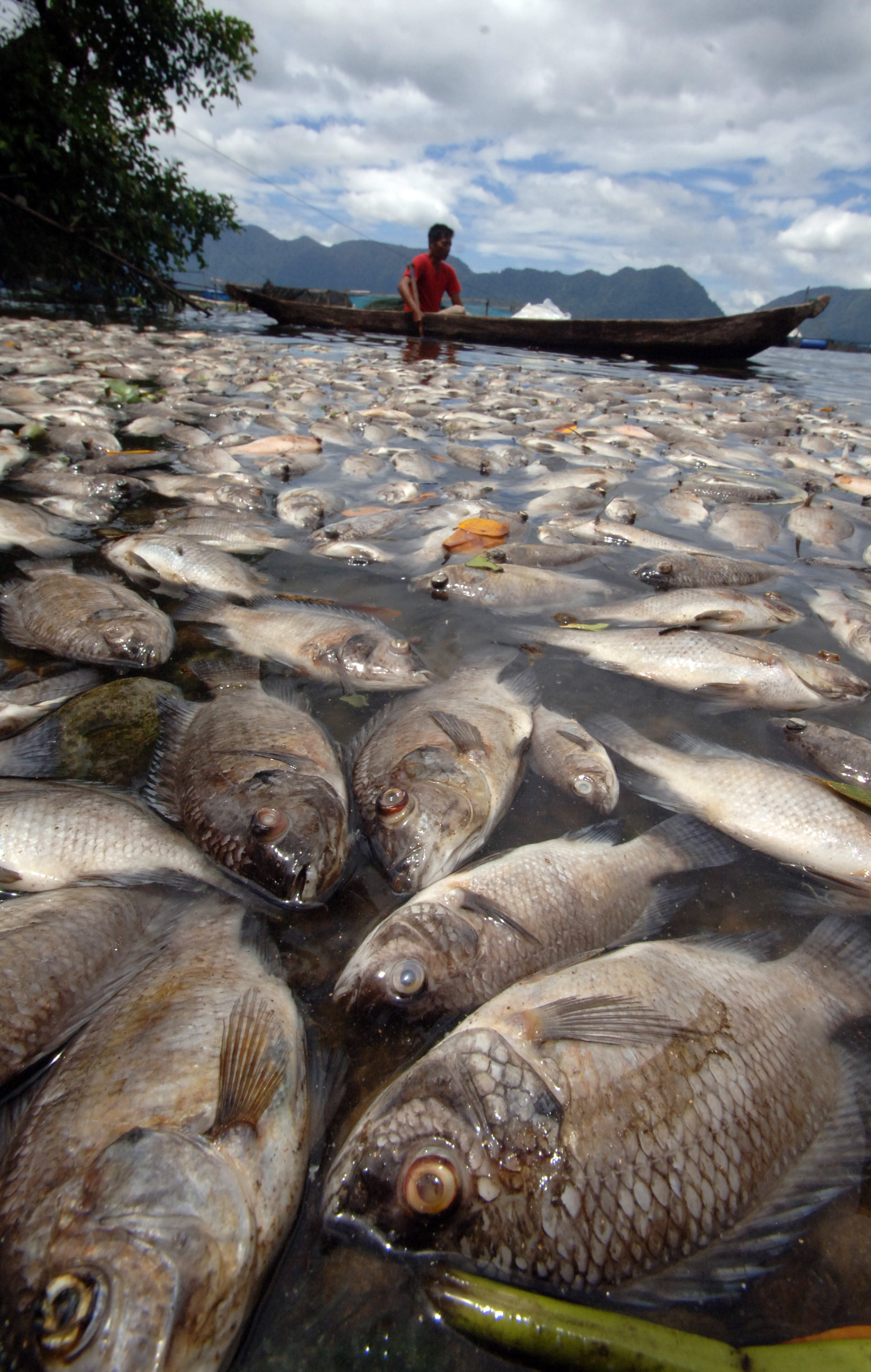 &#91;PIC&#93; Lima Ton Ikan Danau Maninjau Sumatera Barat Mati Mendadak