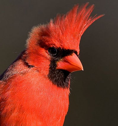 10 Jenis Burung Paling Indah di Dunia 