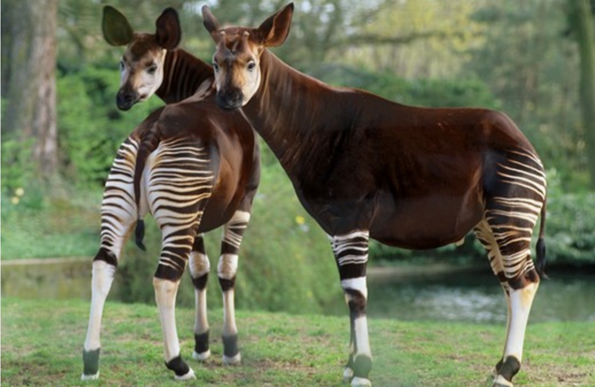 Okapi, Jerapah Hutan Tanpa Leher Panjang