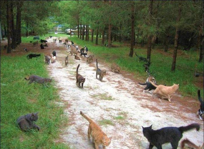 &#91;16 PIC&#93;Ayo Kita jalan-Jalan Ke Kawasan Perumahan Untuk Kucing Di Florida !!!!!!