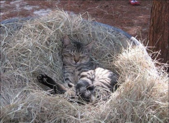 &#91;16 PIC&#93;Ayo Kita jalan-Jalan Ke Kawasan Perumahan Untuk Kucing Di Florida !!!!!!