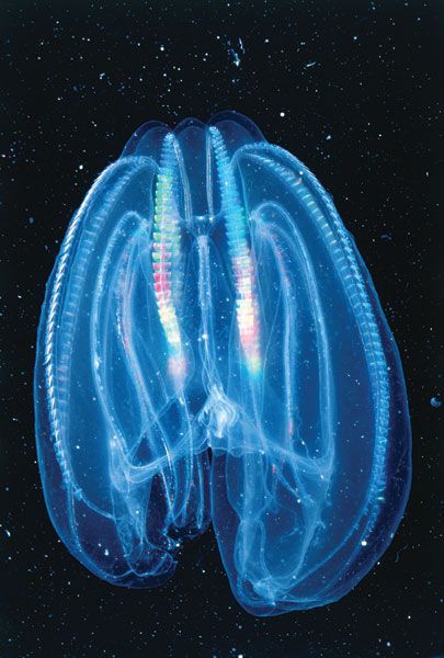 7 Organisme Biolumenescence Menakjubkan