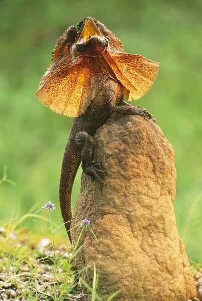 Ω≈Welcome to the Frilled Dragon World (Soa Payung a.k.a Chlamydosaurus Kingii)≈Ω