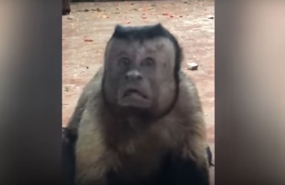 Monkey with human-like face becomes internet sensation