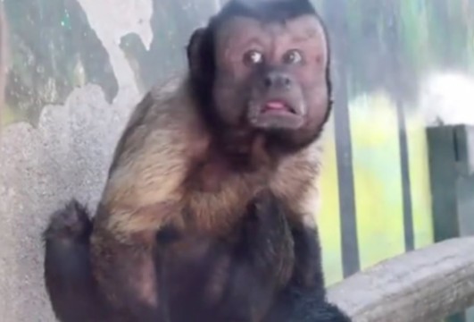 Monkey with human-like face becomes internet sensation