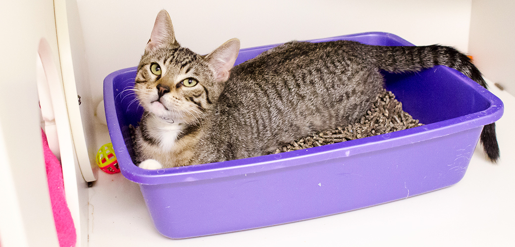Tanpa Dilatih, Kucing Bisa Buang Air Sendiri di Kotak Pasir, Ini Alasannya