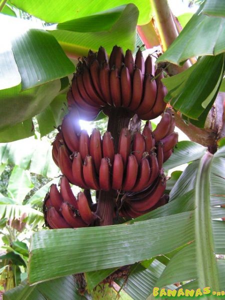 Sudahkah Juragan tahu tentang Pisang Merah?