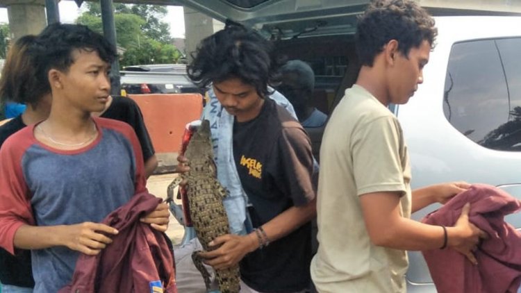 Pelajar SMK Bawa Seekor Buaya Saat Tawuran Di Jaktim