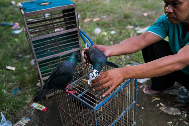 Agar Bisa Menang Lomba, 3 Pemuda Di Bandung Campur Ganja Ke Pakan Merpati