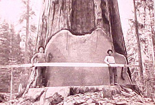 &#91;FOTO JADUL&#93; Pohon Raksasa Jaman Dulu