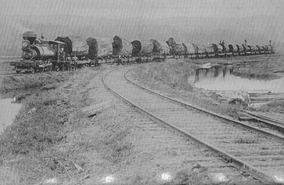 &#91;FOTO JADUL&#93; Pohon Raksasa Jaman Dulu