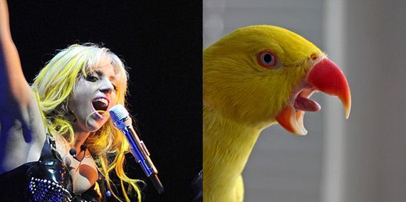 Penyanyi Yang Mirip Burung &amp; Burung Mirip Penyanyi