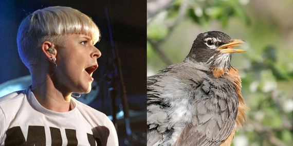 Penyanyi Yang Mirip Burung &amp; Burung Mirip Penyanyi