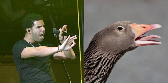 Penyanyi Yang Mirip Burung &amp; Burung Mirip Penyanyi