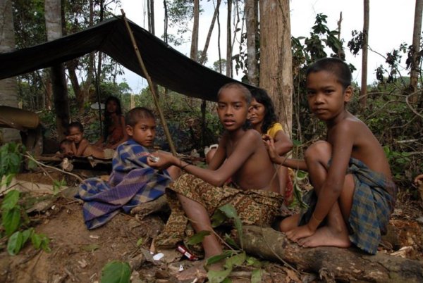 hutan-dibabat-perusahaan-sawit-orang-rimba-jadi-pengemis-di-riau
