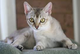 Kucing Terkecil di Dunia Wajib Kamu Ketahui !
