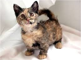 Kucing Terkecil di Dunia Wajib Kamu Ketahui !