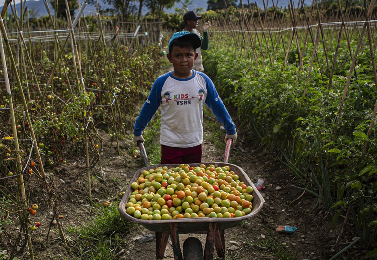 MIT pergi, datanglah bahagia bagi para petani Poso