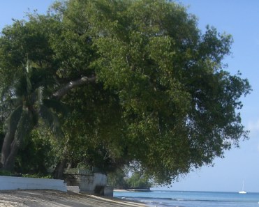 The Manchineel Tree, Pohon Paling Mematikan Di Dunia