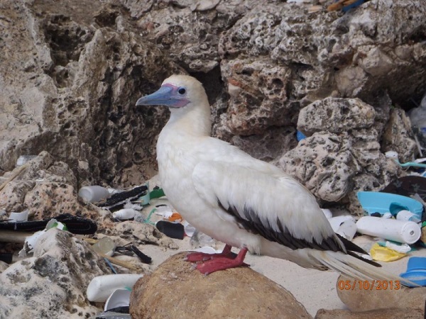 &#91;miris banget&#93; 90% Burung Laut Makan Limbah Plastik