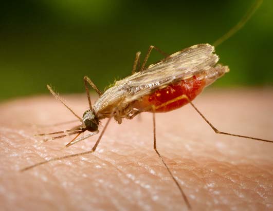 obat-malaria-cempedak-lebih-ampuh-dibanding-kina