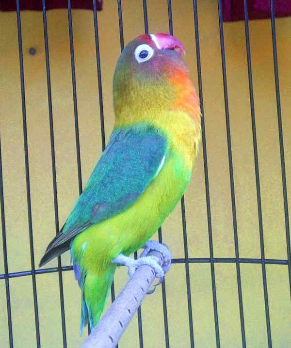 Perawatan Lovebird Harian Agar Ngekek Panjang Kaskus