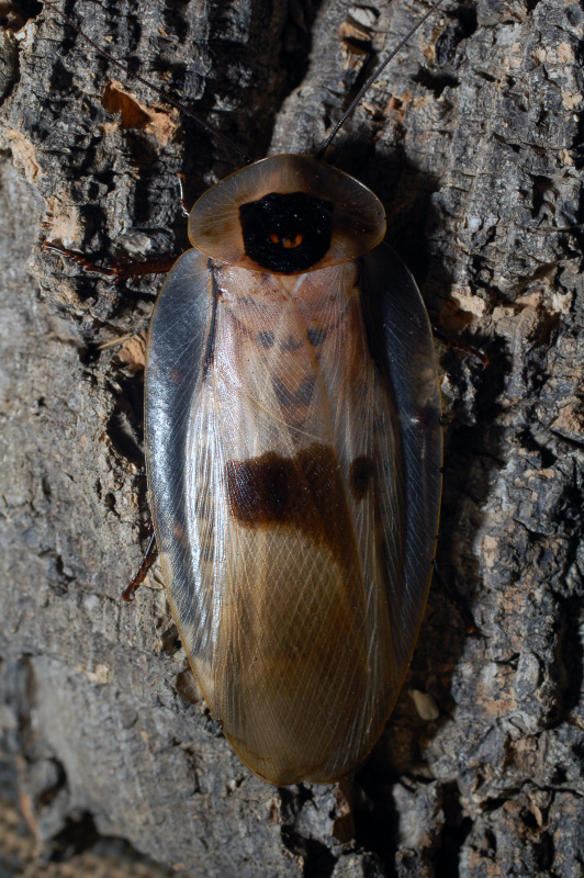 Blaberus Giganteus, Inilah Spesies Kecoa Terbesar Didunia